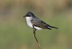 Eastern Kingbird