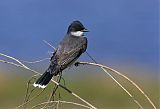 Eastern Kingbirdborder=