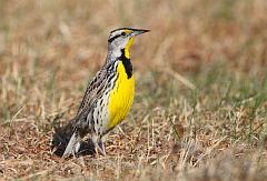 Eastern Meadowlark