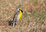 Eastern Meadowlarkborder=