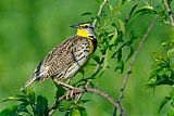 Eastern Meadowlarkborder=