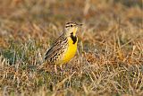 Eastern Meadowlarkborder=