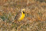 Eastern Meadowlark