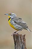 Eastern Meadowlark