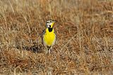 Eastern Meadowlarkborder=