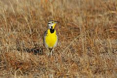 Eastern Meadowlark