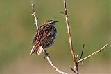 Eastern Meadowlarkborder=