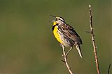 Eastern Meadowlark