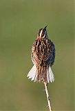 Eastern Meadowlarkborder=