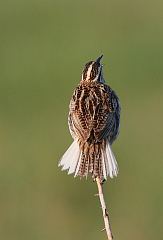 Eastern Meadowlark