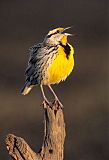 Eastern Meadowlarkborder=