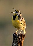 Eastern Meadowlarkborder=