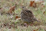 Eastern Meadowlark