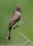 Eastern Phoebe