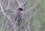 Eastern Phoebe