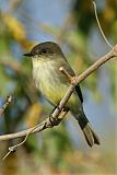 Eastern Phoebe