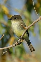 Eastern Phoebe