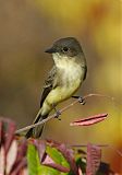 Eastern Phoebe