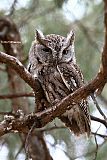 Eastern Screech-Owl