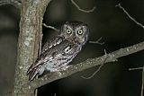 Eastern Screech-Owl