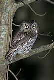 Eastern Screech-Owl