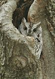 Eastern Screech-Owl