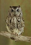 Eastern Screech-Owlborder=