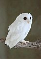 Eastern Screech-Owl Eastern Screech-Owl