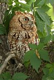 Eastern Screech-Owl