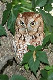 Eastern Screech-Owl