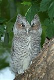 Eastern Screech-Owl