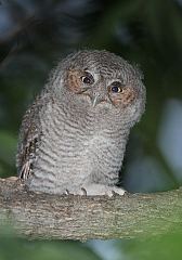 Eastern Screech-Owl