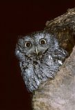 Eastern Screech-Owl