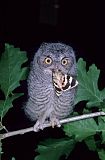 Eastern Screech-Owlborder=