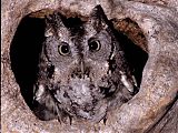 Eastern Screech-Owl