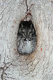 Eastern Screech-Owlborder=