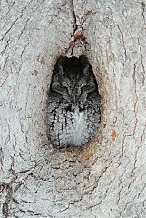 Eastern Screech-Owl