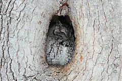 Eastern Screech-Owl