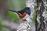 Eastern Towhee