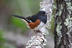 Eastern Towhee