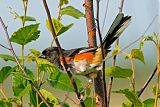 Eastern Towheeborder=