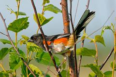 Eastern Towhee