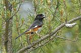 Eastern Towhee