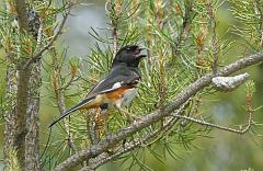 Eastern Towhee