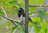 Eastern Towheeborder=