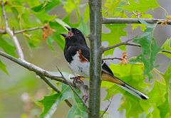 Eastern Towhee