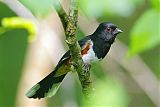 Eastern Towheeborder=