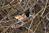 Eastern Towheeborder=