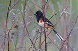 Eastern Towhee