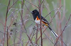 Eastern Towhee